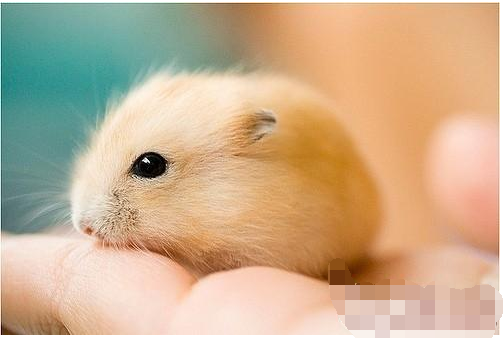 貴州細(xì)胞生物學(xué)實(shí)驗(yàn)公司